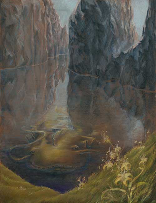silure-jaune-50x65