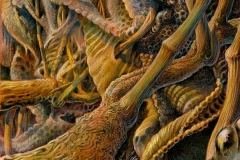 Arbol-villosités-modifié
