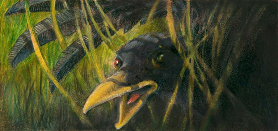 Oiseau-dans-l'herbe